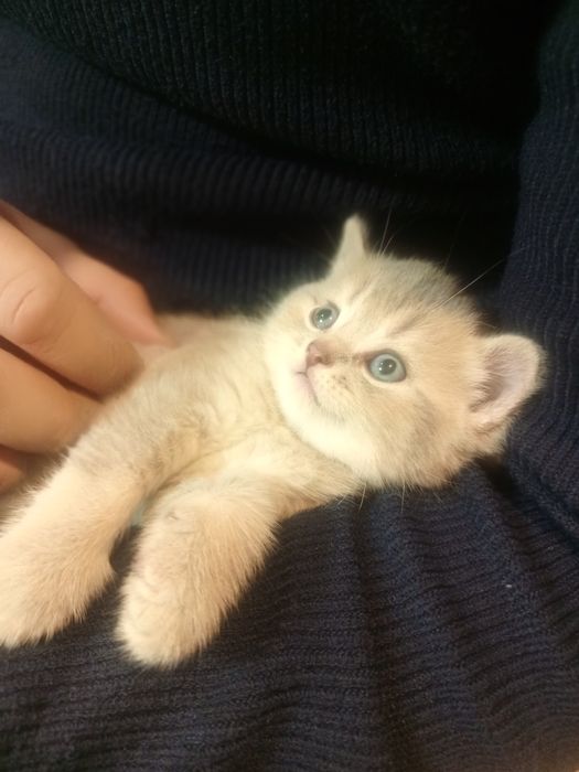 Кошеня шотландська вісловуха