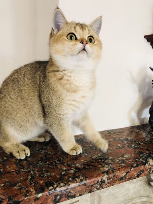 Золотая шиншилла,  Котята Кошенята Купить в Киеве в Украине