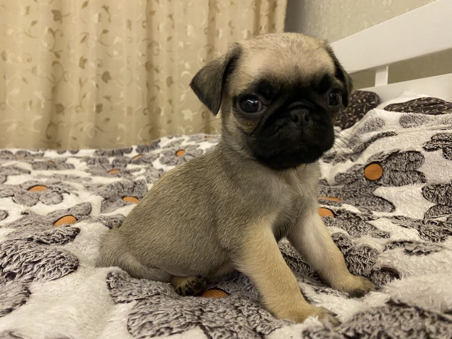 Гарний мопс шукає даму серця для серйозних стосунків (в’язка)