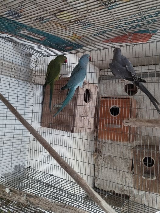 Rings necks para trocar