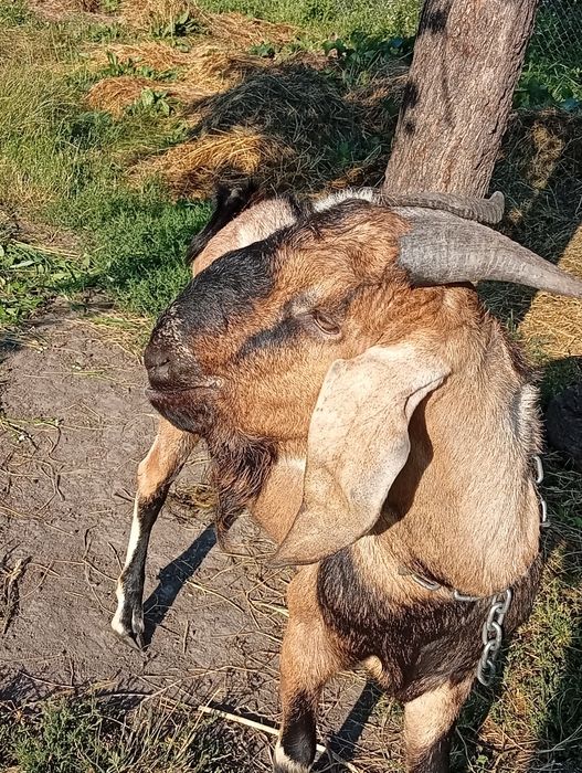 ЦАП, козел на вязку