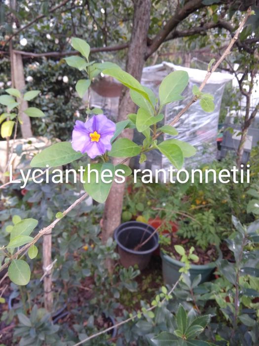 Plantas para o seu jardim