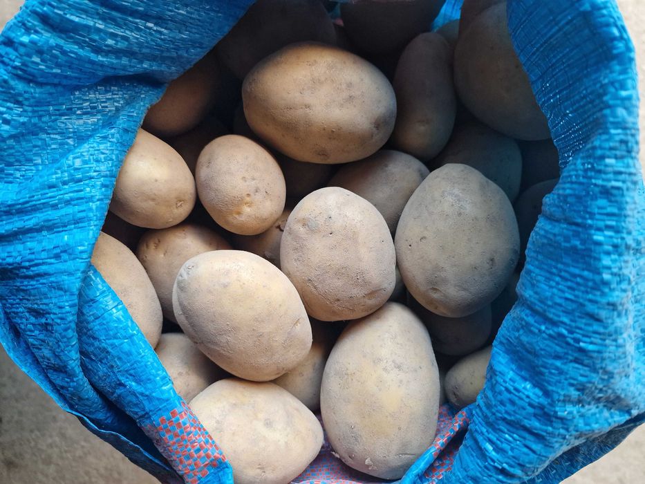 Sprzedam ziemniaki Soraya