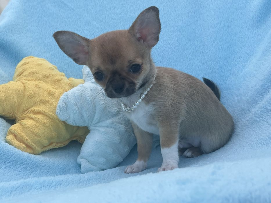 Chihuahua Macho Pelo Curto
