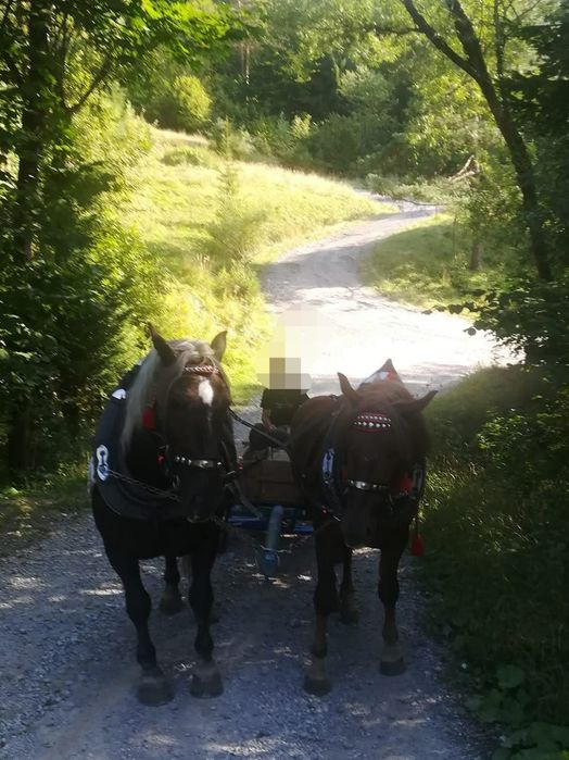 Sprzedam klacz ze źrebicą
