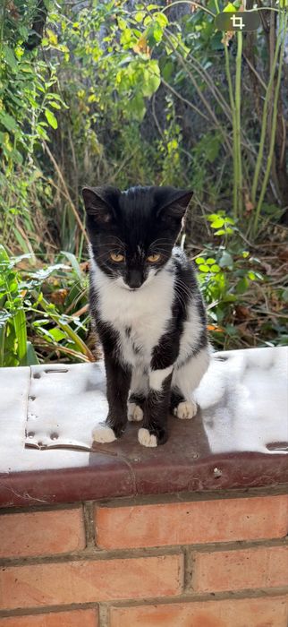 Котята в ответственные руки.