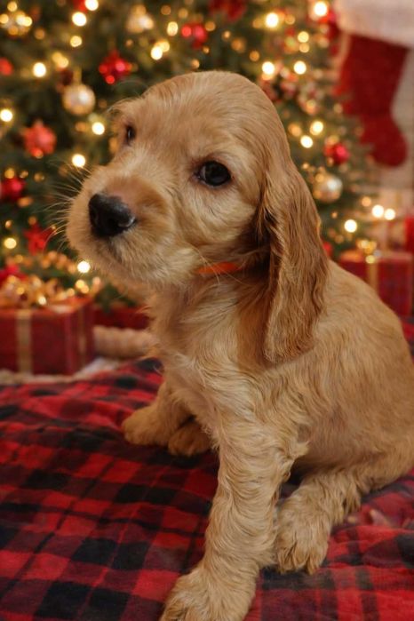 Przepiękny szczeniak rasy Cocker Spaniel