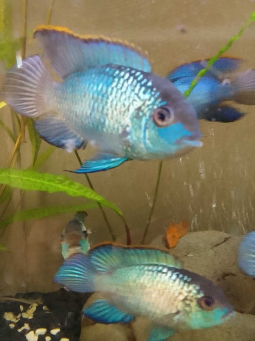 НанакараБлюНеонЭлектрик.Взрослая-молодая рыба.