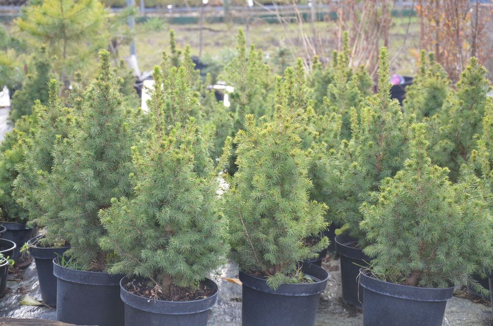 Новогодняя живая елка,сосна для дома,улицы Коника,Маджестик Блю,Глаука