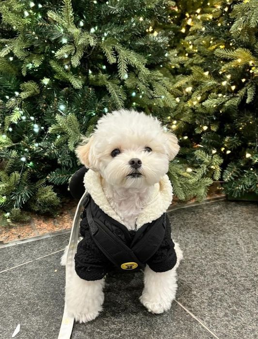 Dog's Paradise Groomer, fryzjer dla psów, Psi fryzjer, strzyżenie psów