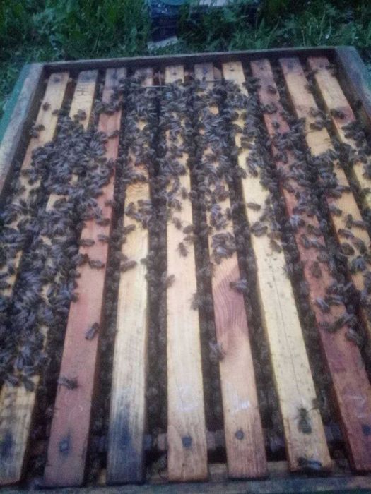 Продам пчёл, Харьков, бджоли Харків