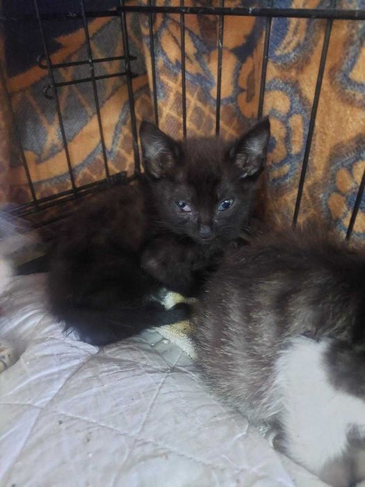 Gatos para adoção