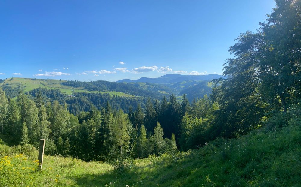 Чебрець дикий високогірний сушений, Карпатський чай
