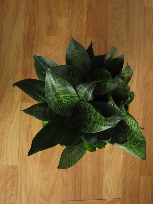 Sansevieria hahnii