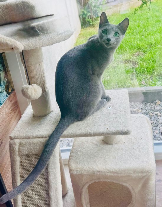 Kotka rosyjska niebieska