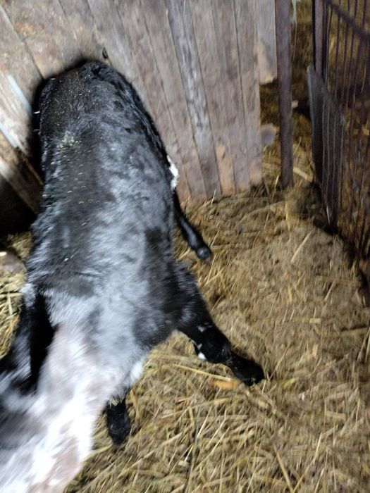 Продам бычка 7ми дневнего