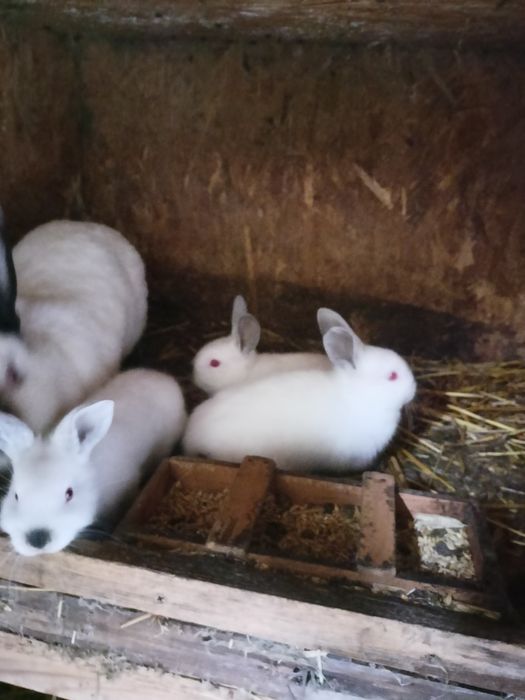 Młode króliki kalifornijskie