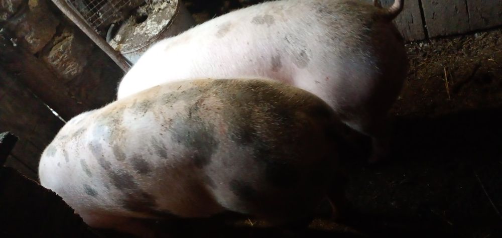 Свині живою вагою