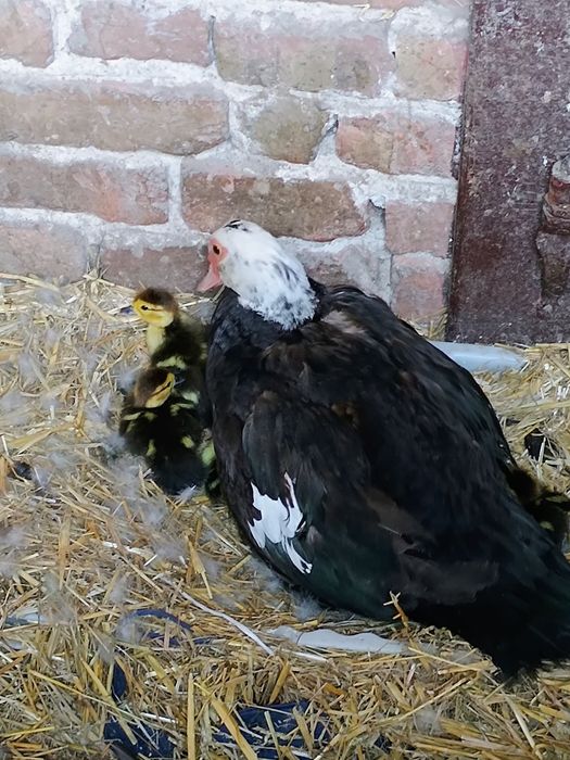 Каченята шипуни з качкою