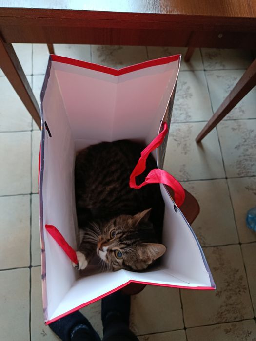 Отдам котенка в хорошие руки