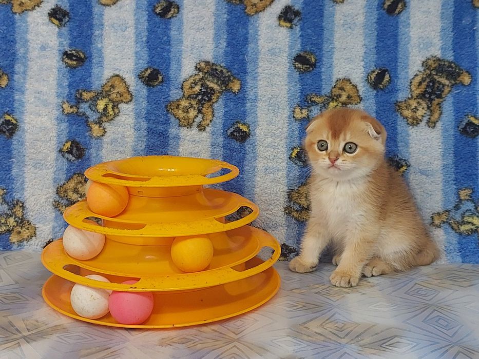 Золоті єлітні кошенята