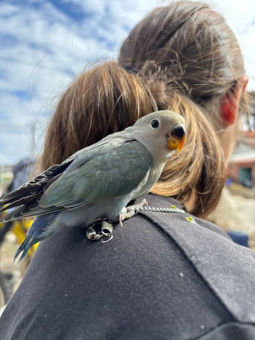 Agapornis domesticados