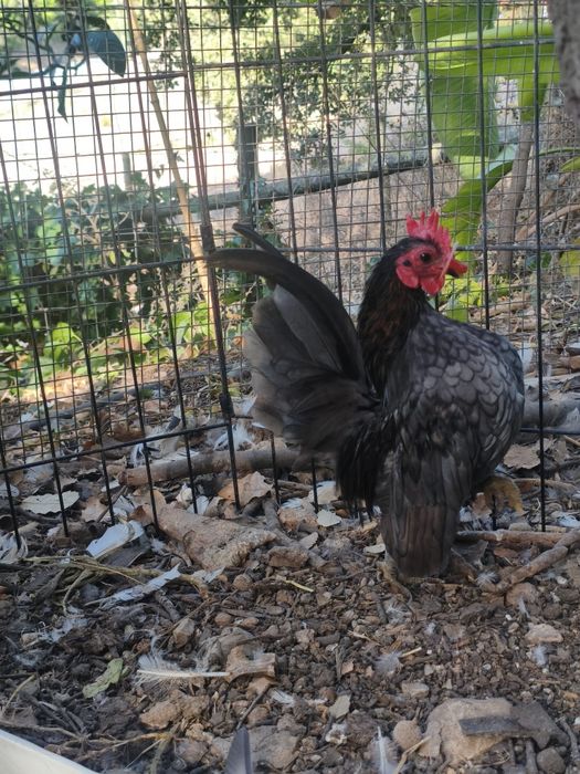 Vendo galo serama cinza
