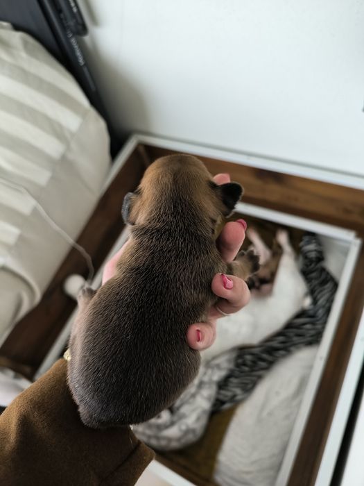 Buldogue Francês Lilac Tan - Macho