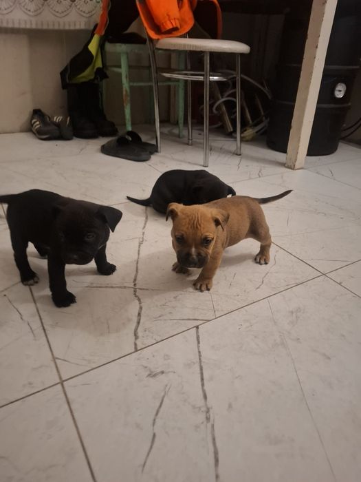 Szczeniaki do oddania