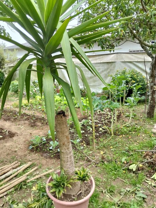 Vendo plantas bonitas apartir de 10€