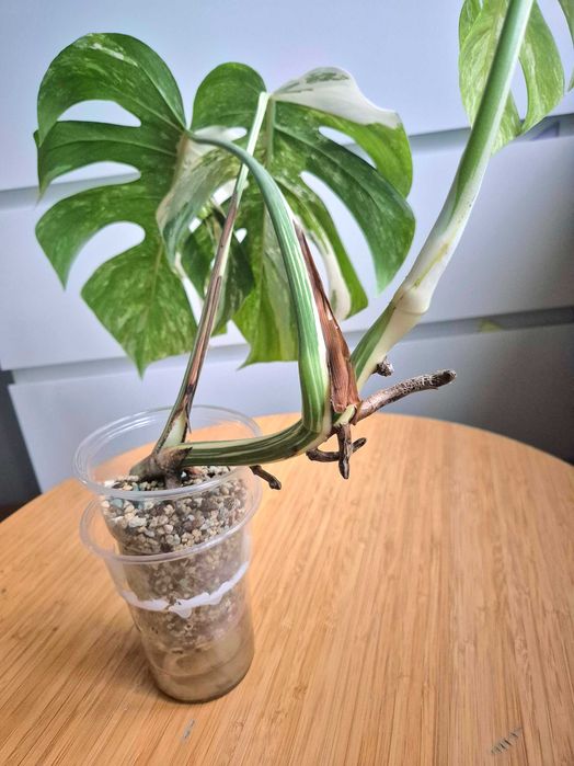 Monstera Variegata ukorzeniony szczyt w lechuzie