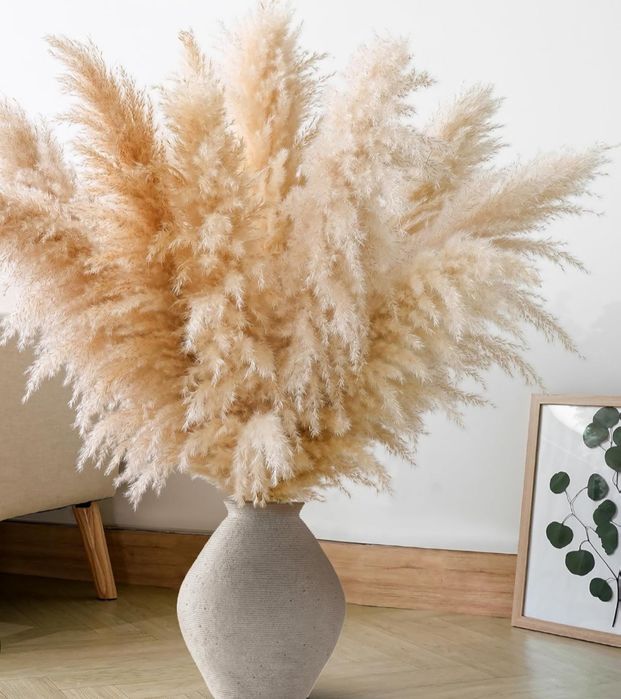 Пампас,Пампасна трава,Камиш,Очерет