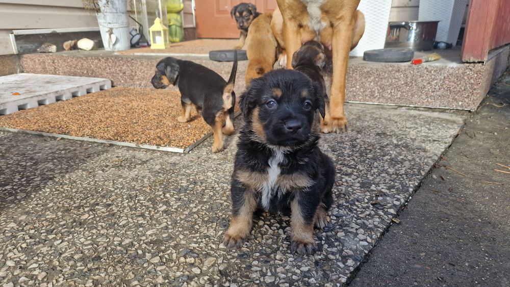 Oddam pieski mieszańce duże