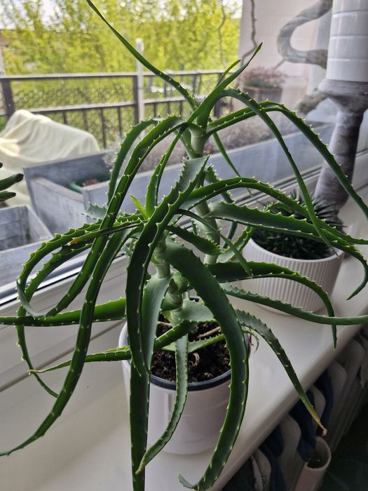 Piękny aloes a nawet 2