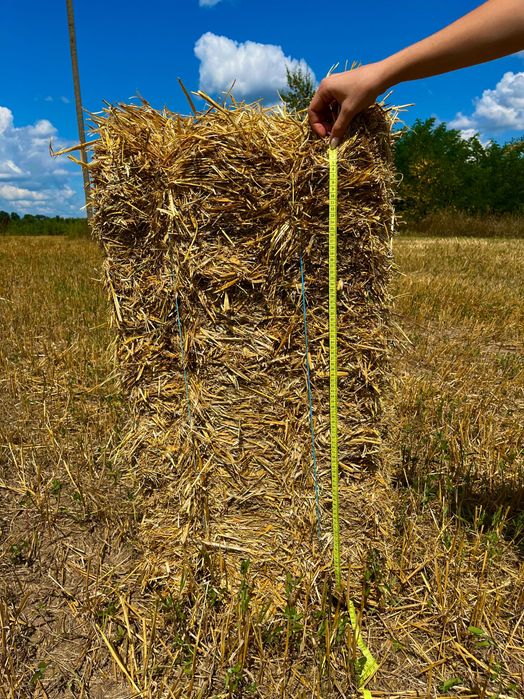 Ячна солома 2025 року