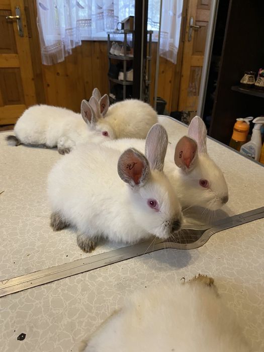 Кролики Каліфорнія