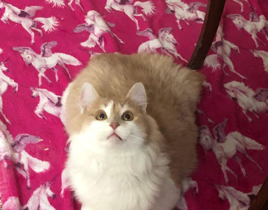 Хлопчик шукає родину!