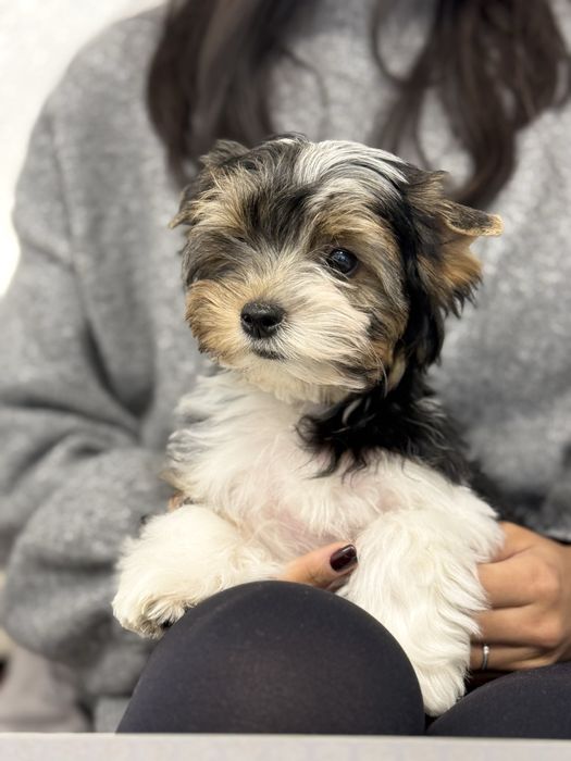 Цуценята бівери з документами КСУ