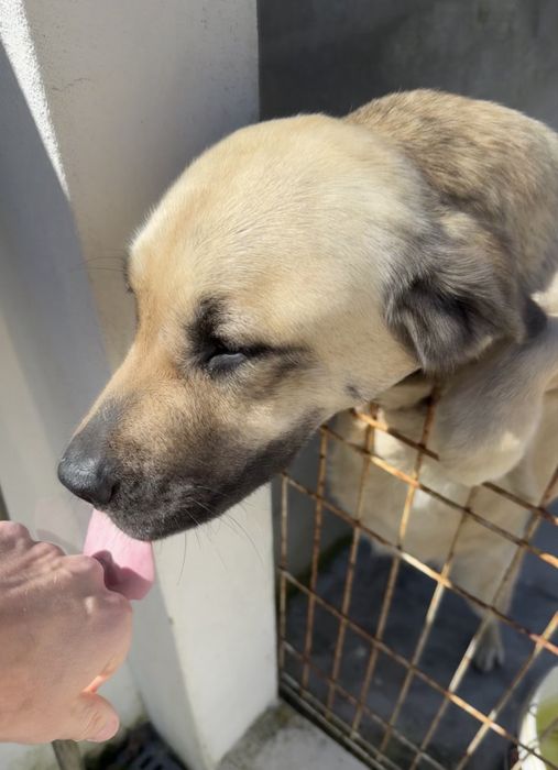 Cadela traçada de lavrador com serra da estrela