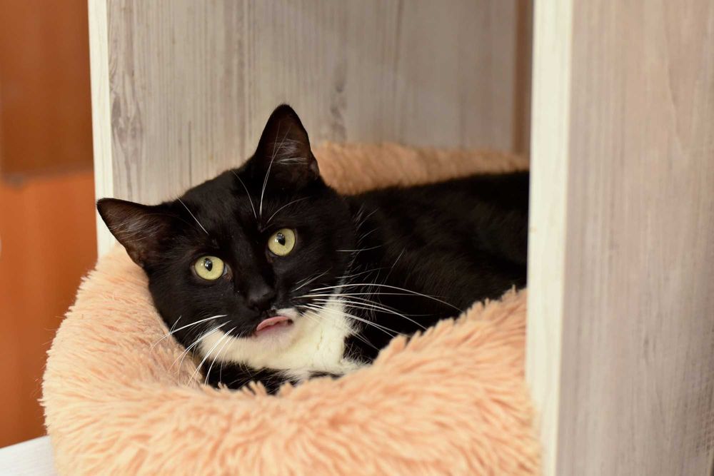 Замечательны, красивый кот Леклер