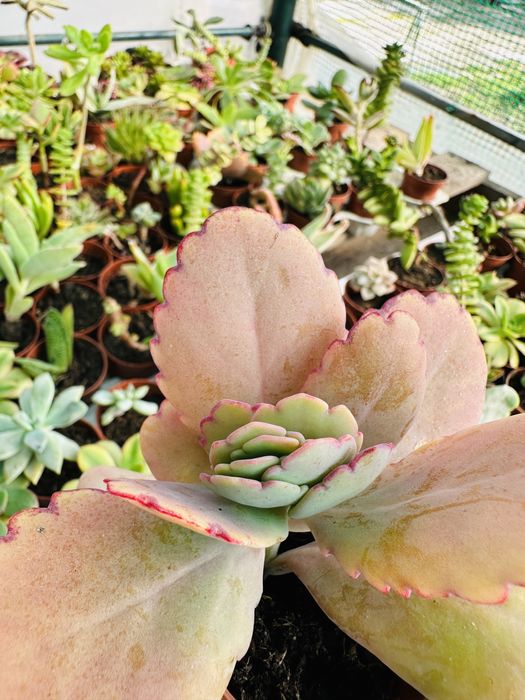 Promoção 60 suculentas inclui variegatas