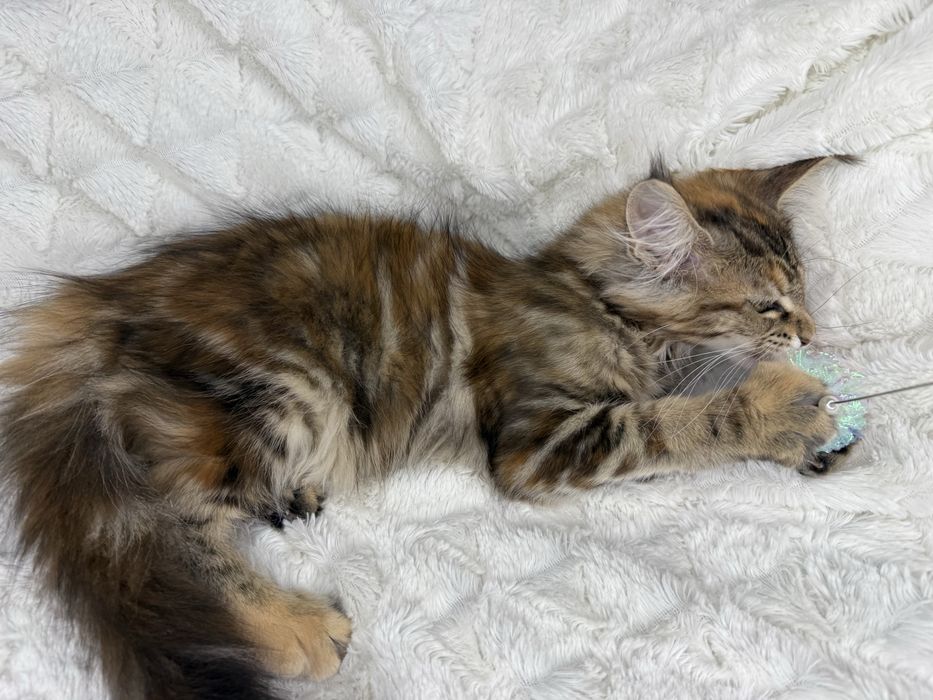 Kotka  Maine Coon Felis/FiFe