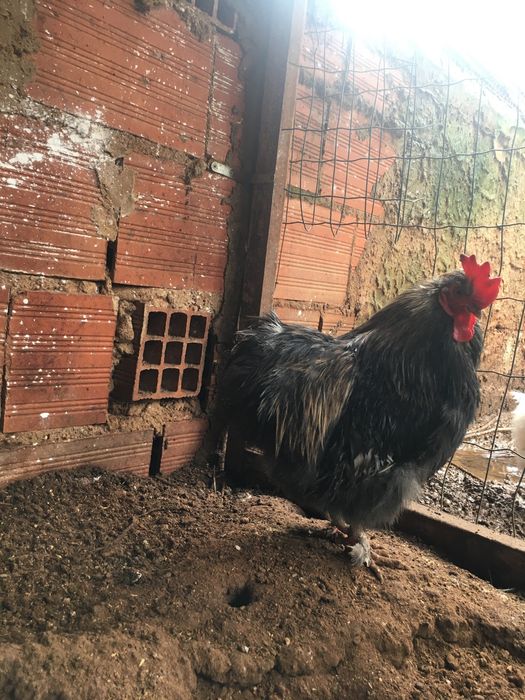 Galo Pekin adulto €15