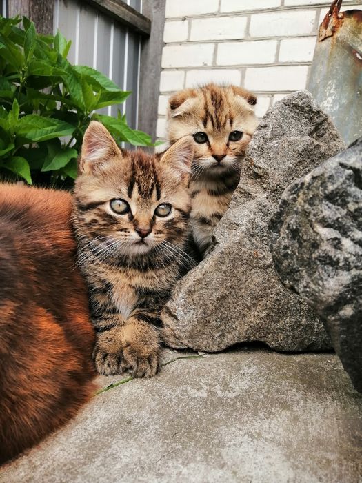 Котики в пошуках господаря