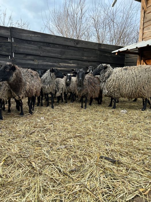 Продам овець баранів