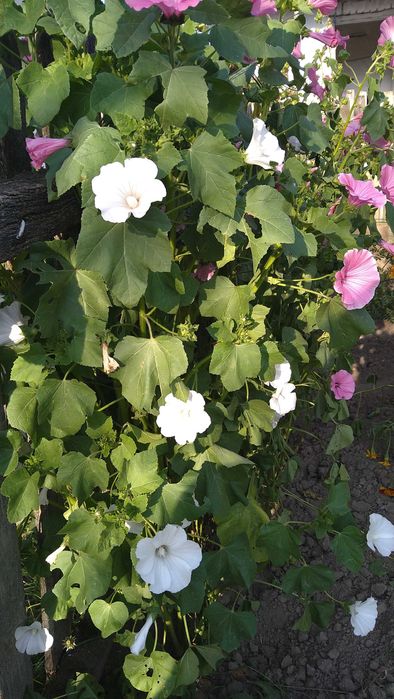 Продаж будинку та земельної ділянки 50 соток, місто Берестечко