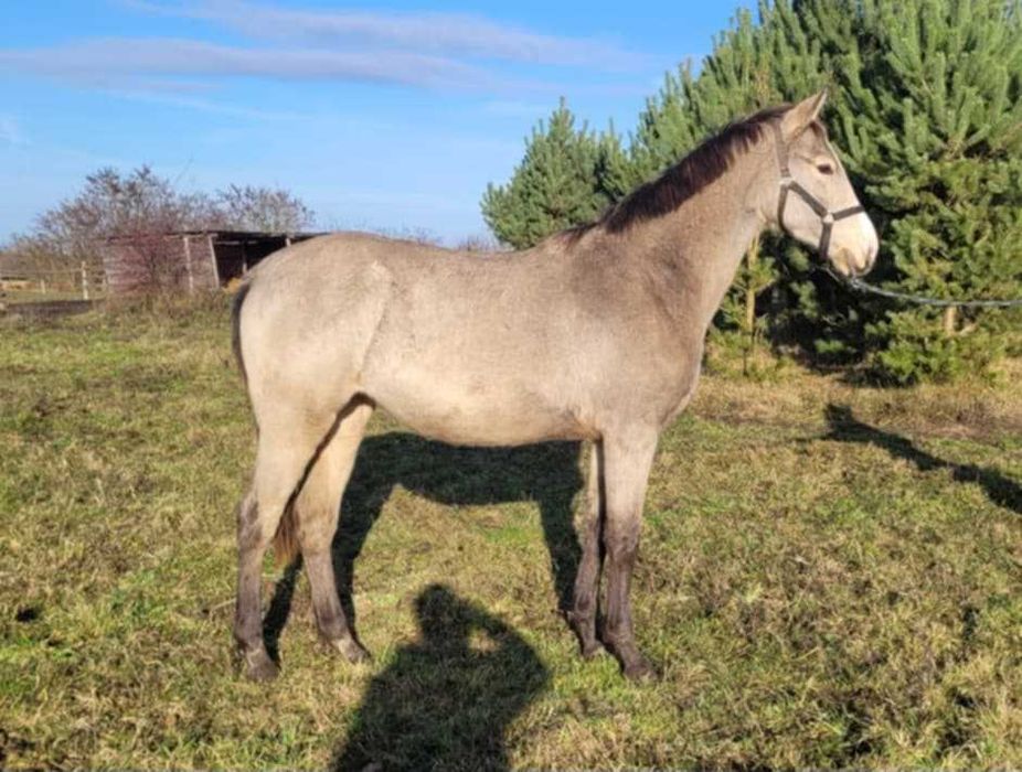 Przepiękna jelenia klacz o orientalnym rodowodzie