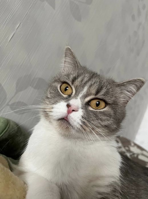 Срочно в хорошие руки  кошку ,хозяева уехали