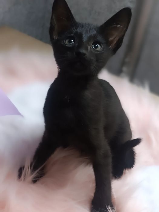 орієнтальні кошенята