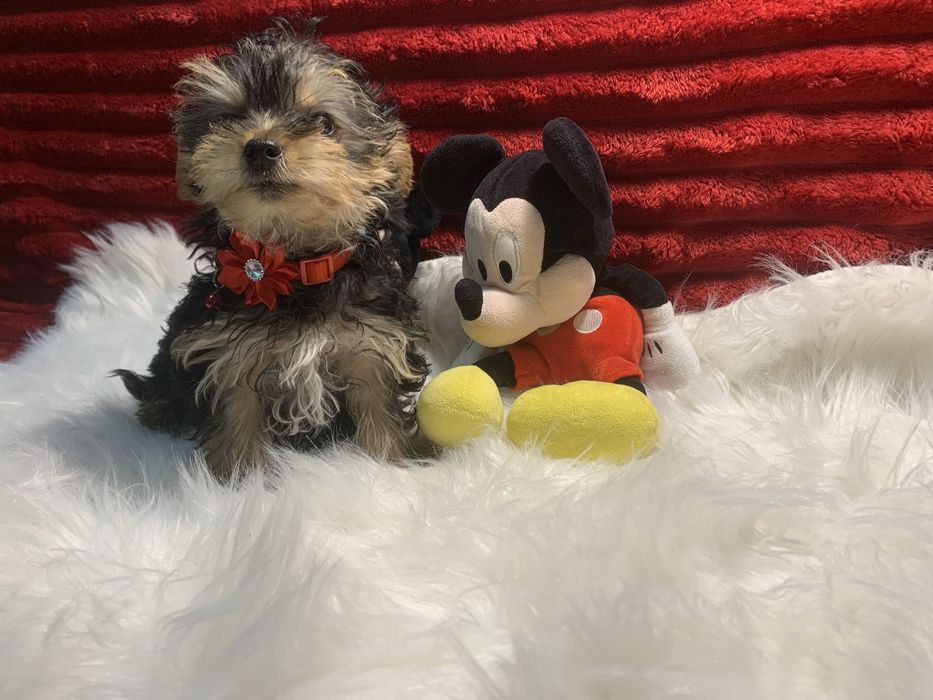 Yorkshire Terrier bebé